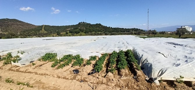 Ziraat Odası Yönetim Kurulu Üyesi Şakir Balcılar: "Alımlar patates üreticisine soluk aldıracak"