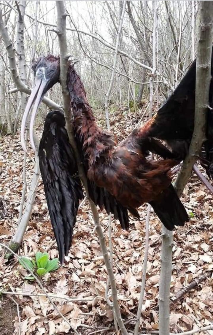 Çeltikçi kuşunun yarım kalan göç hikayesi! İlk kez görenler şaşkınlık yaşadı