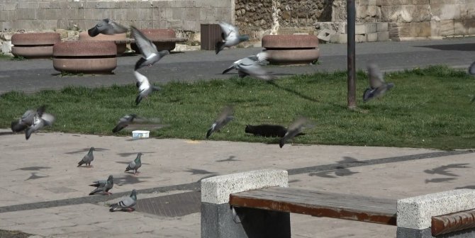 Avcı kedinin güvercin hayalleri suya düştü, Sevimli avcının gülümseten halleri