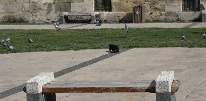 Avcı kedinin güvercin hayalleri suya düştü, Sevimli avcının gülümseten halleri