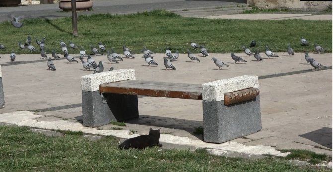 Avcı kedinin güvercin hayalleri suya düştü, Sevimli avcının gülümseten halleri