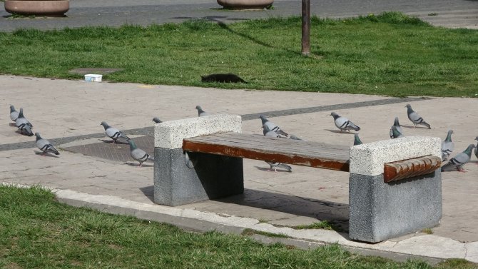 Avcı kedinin güvercin hayalleri suya düştü, Sevimli avcının gülümseten halleri