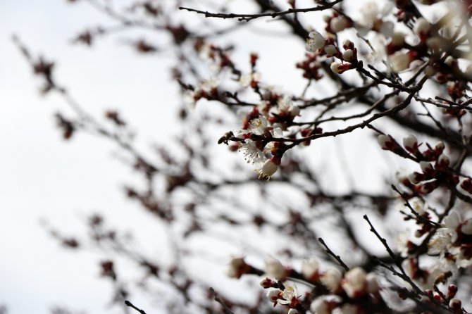 Bal yapmak için harekete geçtiler! Erzincan’da kıştan çıkan arılar çiçeklerle buluştu