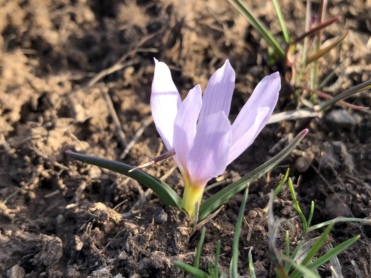 Doğa uyanmaya başladı! Aras Dağları karların erimesiyle renklendi