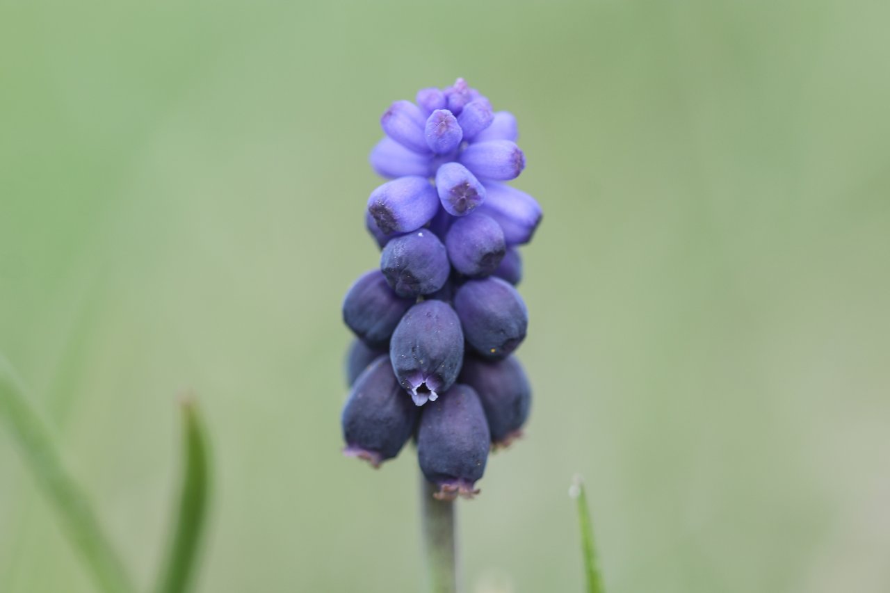 Doğa uyanmaya başladı! Aras Dağları karların erimesiyle renklendi