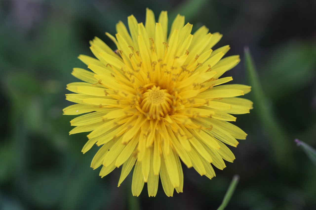 Doğa uyanmaya başladı! Aras Dağları karların erimesiyle renklendi