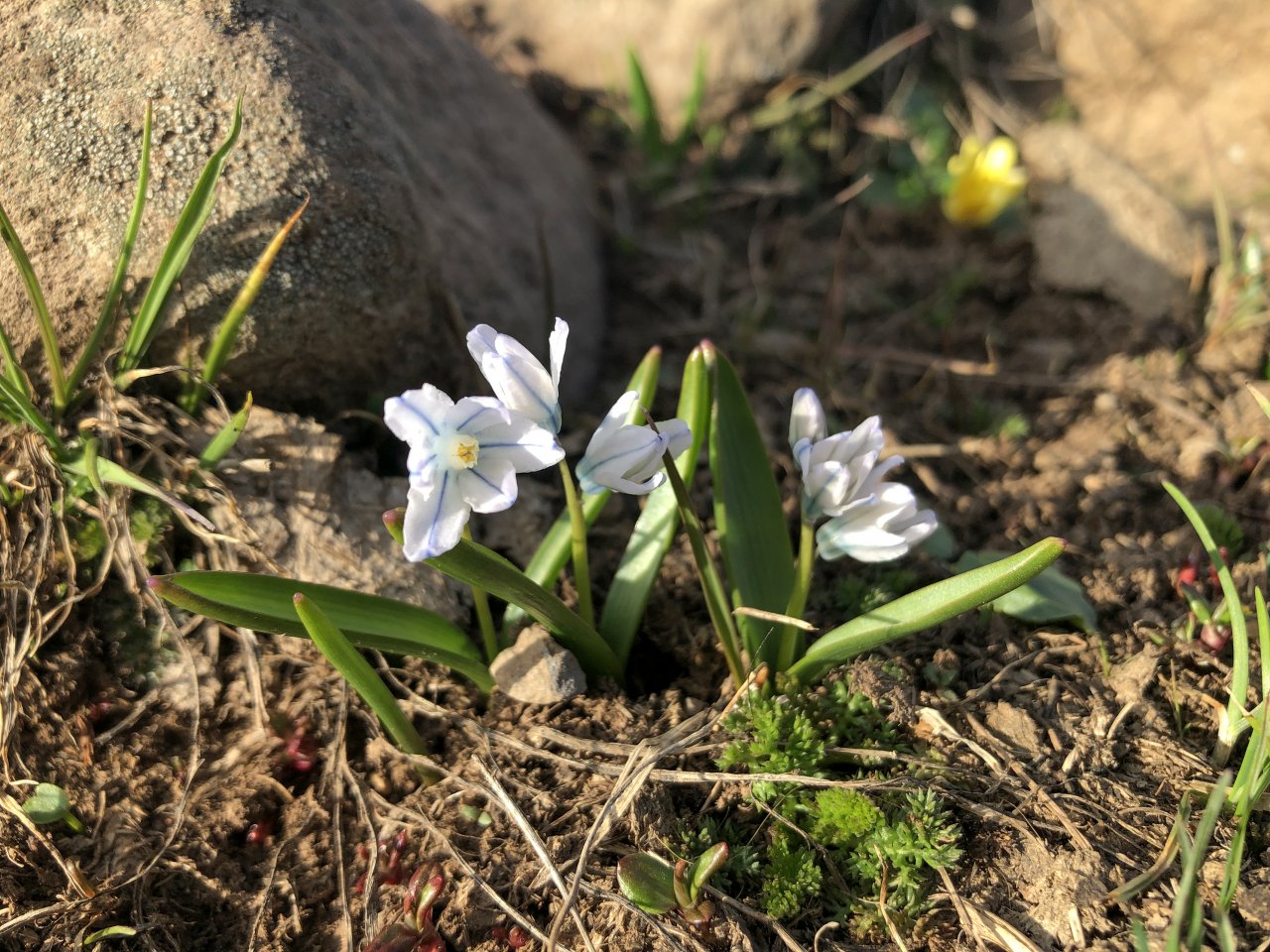 Doğa uyanmaya başladı! Aras Dağları karların erimesiyle renklendi