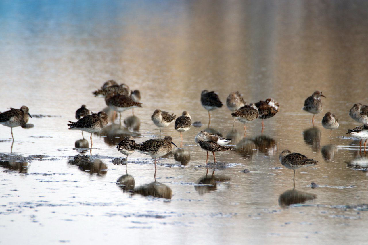Doğa uyanmaya başladı! Aras Dağları karların erimesiyle renklendi