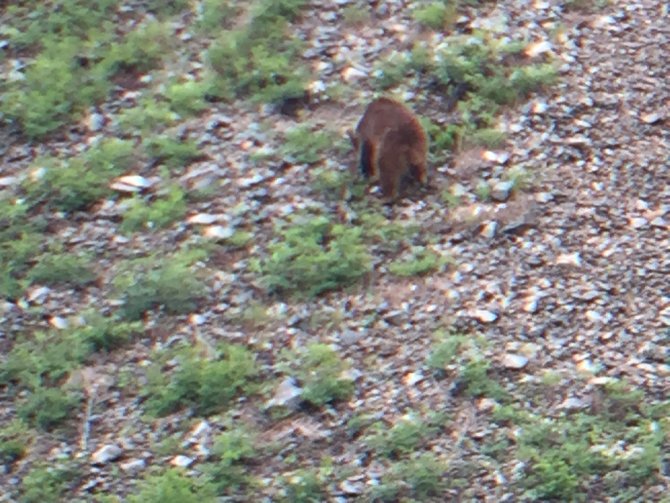 Doğayla bu kadar iç içe olunur! Artvin’deki turistlik yayla evlerinde hayvanat bahçesini aratmayan görüntüler