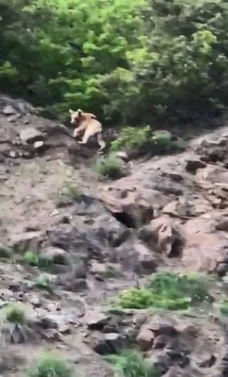 Doğayla bu kadar iç içe olunur! Artvin’deki turistlik yayla evlerinde hayvanat bahçesini aratmayan görüntüler