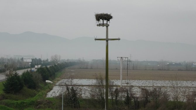 Elektrik direğine yuva yaptılar, Samsun’da 31 yıllık leylek yuvası