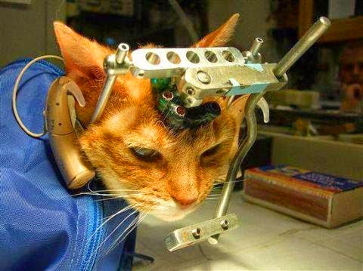 Save Ralph videosu sosyal medyada olay olmuştu: Mecliste 'hayvan deneyleri' için yeni düzenleme teklifi!