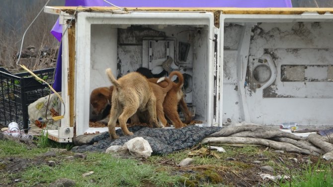 Sahipsiz sokak hayvanlarına merhamet eli! Mama yetiştirmekte zorlanıyorlar