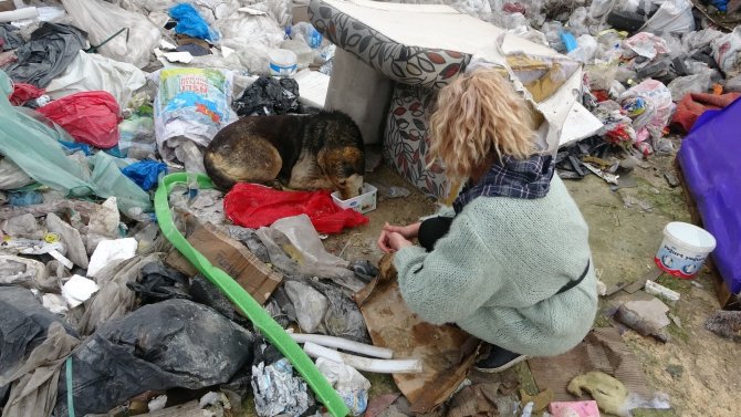 Sahipsiz sokak hayvanlarına merhamet eli! Mama yetiştirmekte zorlanıyorlar