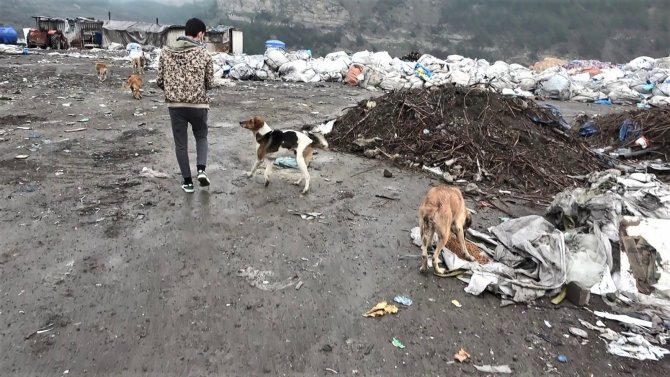 Sahipsiz sokak hayvanlarına merhamet eli! Mama yetiştirmekte zorlanıyorlar