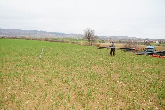 Üreticilerin yüzü güldü! Dünyaca ünlü Taşköprü sarımsağı, AB’de coğrafi işaretle tescillendi