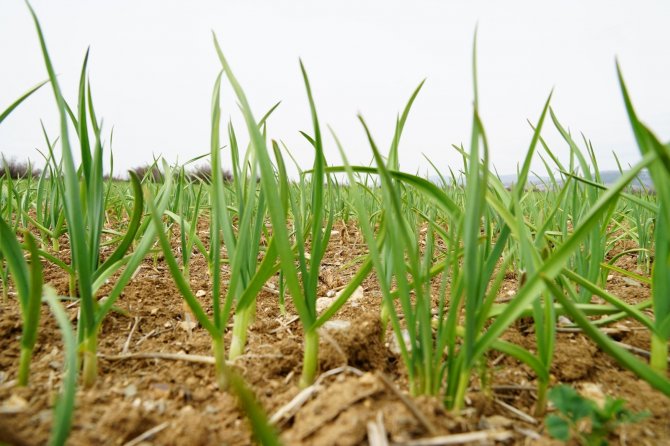 Üreticilerin yüzü güldü! Dünyaca ünlü Taşköprü sarımsağı, AB’de coğrafi işaretle tescillendi