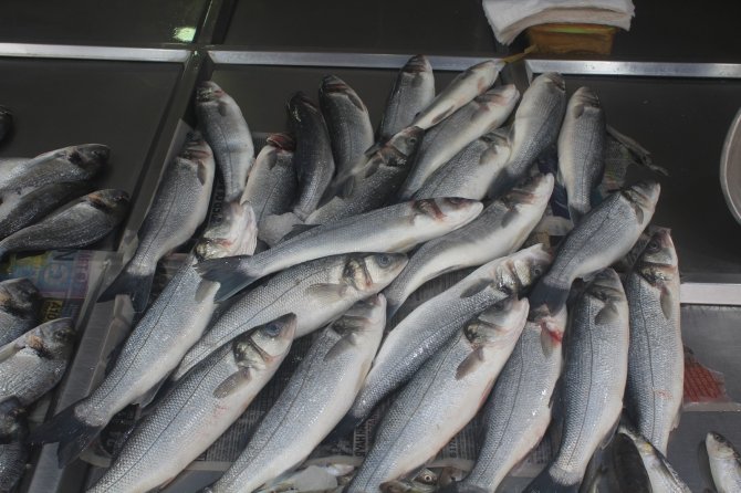 Av yasağının ardından balık fiyatlarında yükseliş gerçekleşti