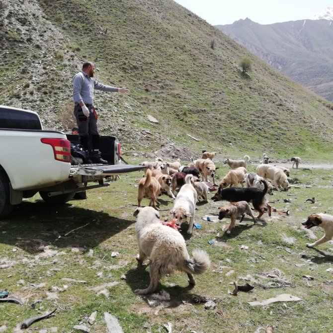 Hakkari sokak hayvanlarını unutmadı: belediye ekipleri yiyecek bıraktı