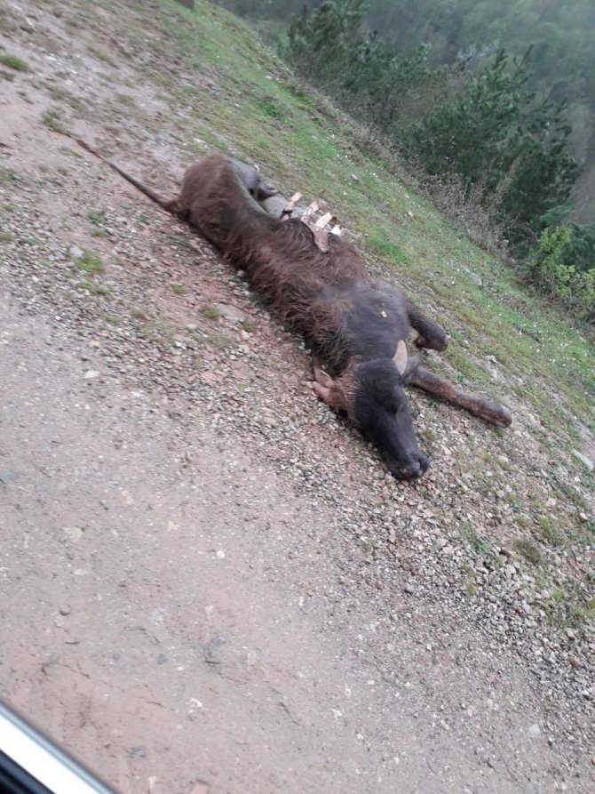 Kastamonu'da kurt saldırısı! Kurt sürüsünün saldırdığı büyükbaş hayvan telef oldu