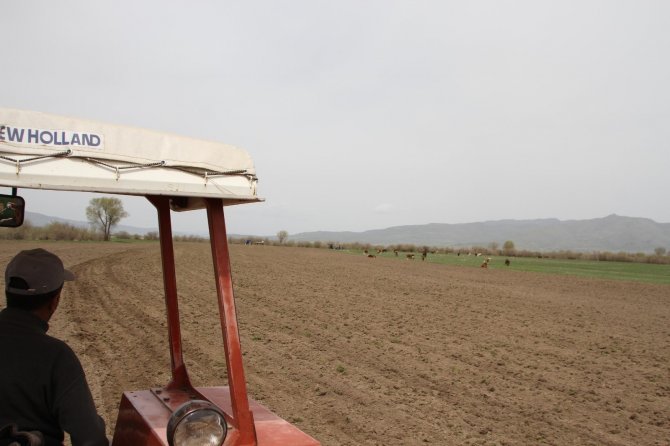 Kısıtlamadan muaf tutulan çiftçiler hafta sonu tarlada çalıştı
