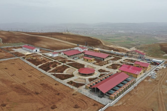 Sivas'ın simgesi kangallar için dev tesis: Bakım ve eğitimleri yapılacak