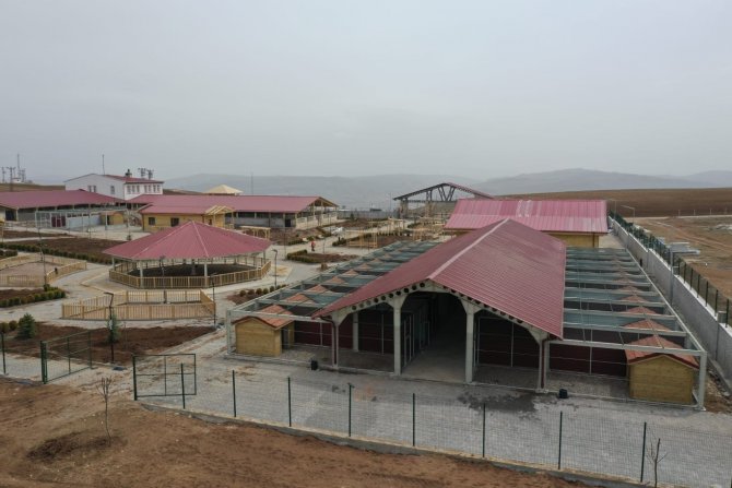 Sivas'ın simgesi kangallar için dev tesis: Bakım ve eğitimleri yapılacak