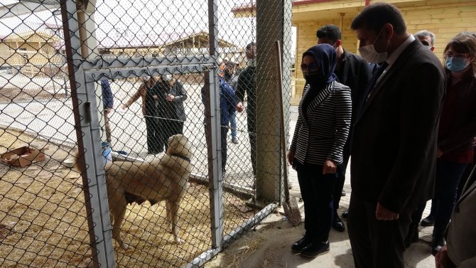 Sivas'ın simgesi kangallar için dev tesis: Bakım ve eğitimleri yapılacak