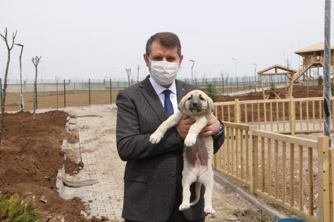 Sivas'ın simgesi kangallar için dev tesis: Bakım ve eğitimleri yapılacak