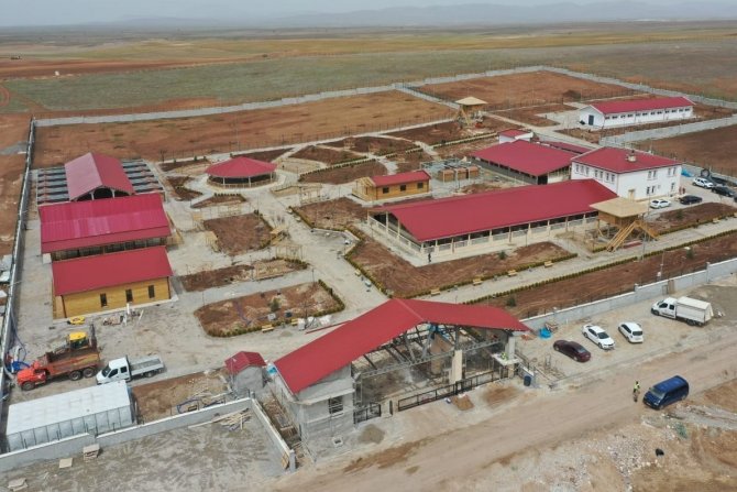 Sivas'ın simgesi kangallar için dev tesis: Bakım ve eğitimleri yapılacak