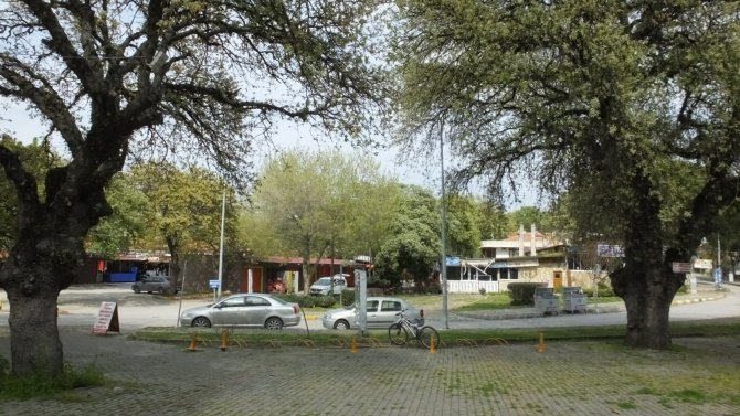 Baharın müjdecisi yeşilleniyor! Tarihi meşeler yapraklandı