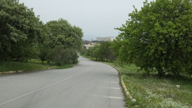 Baharın müjdecisi yeşilleniyor! Tarihi meşeler yapraklandı