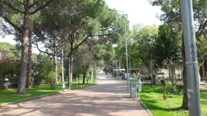 Baharın müjdecisi yeşilleniyor! Tarihi meşeler yapraklandı