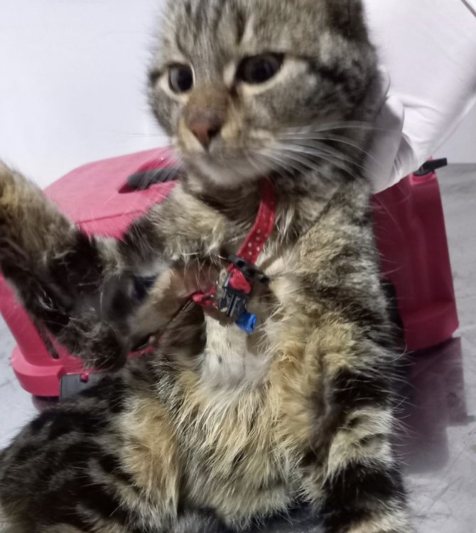 Boynuna takılan tasma nedeniyle yaralanan sokak kedisi tedaviye alındı