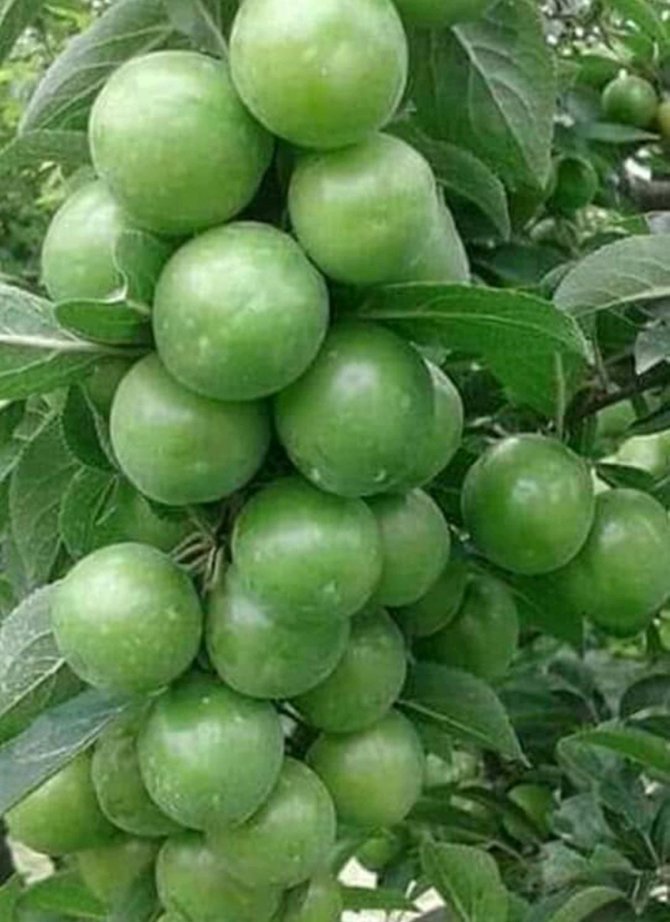 Hamilelere müjde! Yaz aylarının ekşi lezzeti erik hasadı başladı, kilosu 30 liraya düştü