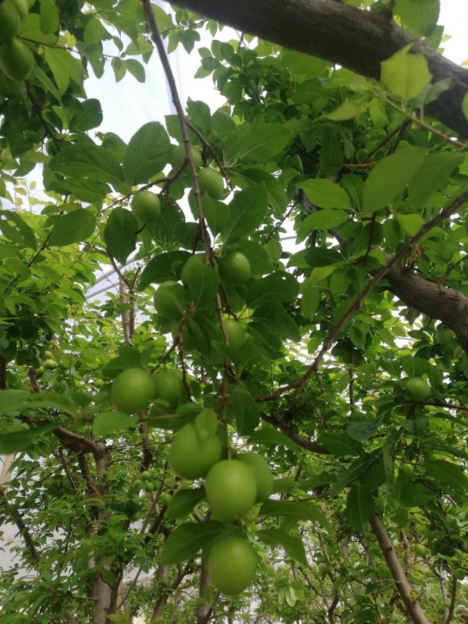 Hamilelere müjde! Yaz aylarının ekşi lezzeti erik hasadı başladı, kilosu 30 liraya düştü