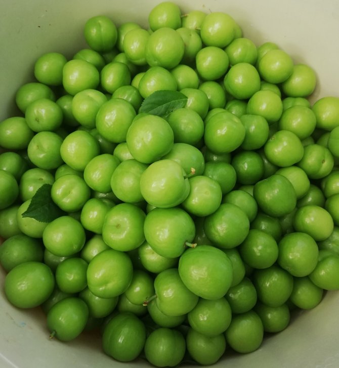 Hamilelere müjde! Yaz aylarının ekşi lezzeti erik hasadı başladı, kilosu 30 liraya düştü