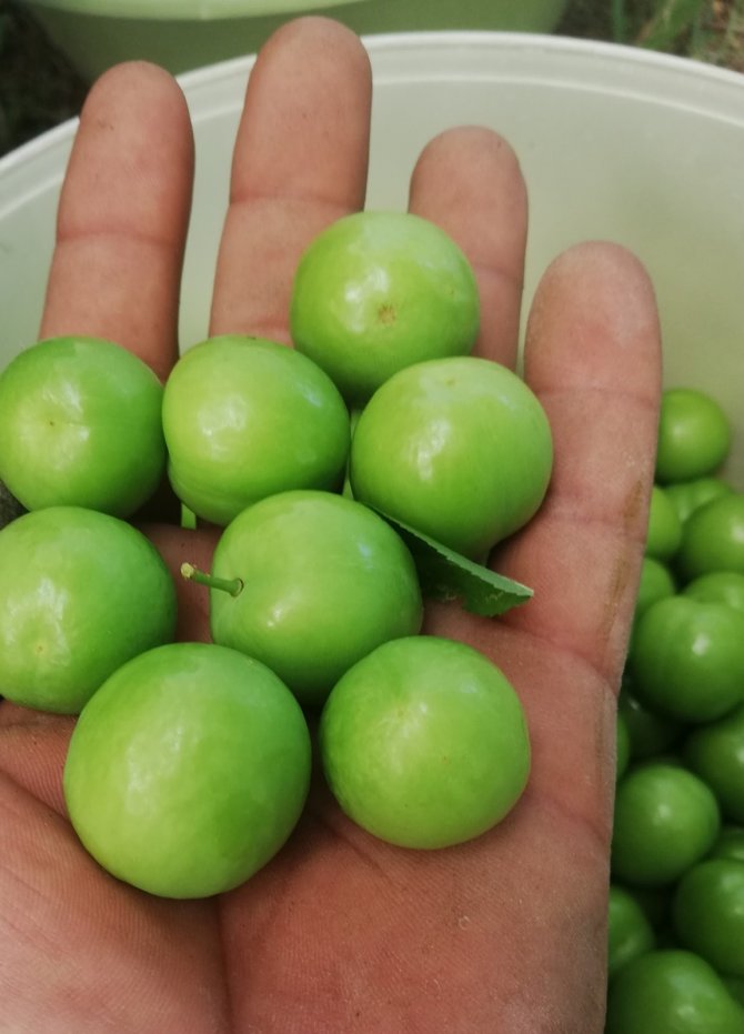 Hamilelere müjde! Yaz aylarının ekşi lezzeti erik hasadı başladı, kilosu 30 liraya düştü