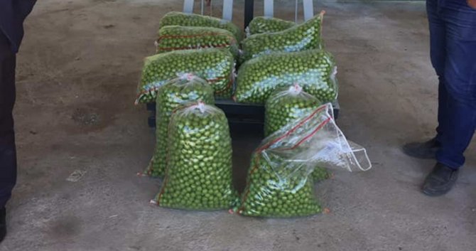 Hamilelere müjde! Yaz aylarının ekşi lezzeti erik hasadı başladı, kilosu 30 liraya düştü