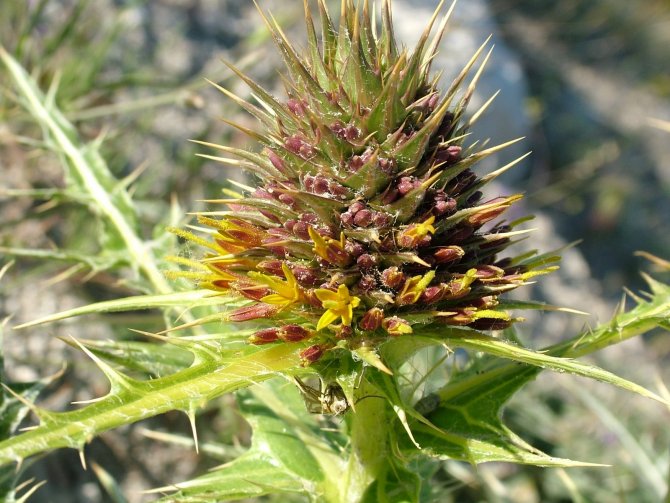 Kapadokya’da yeni bitki keşfedildi