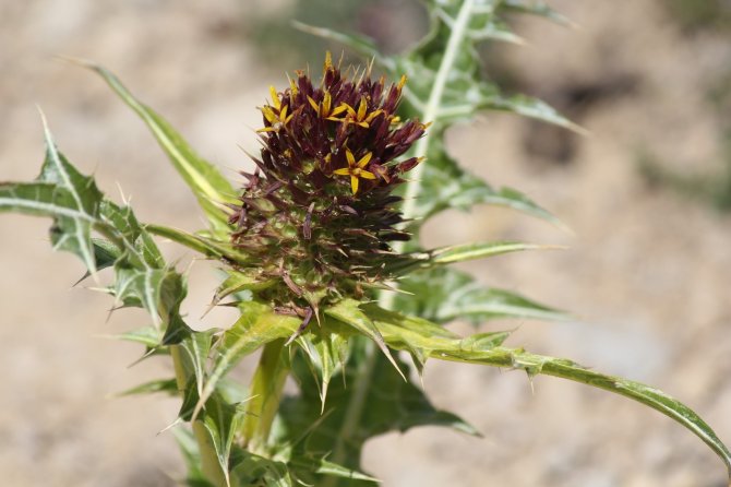 Kapadokya’da yeni bitki keşfedildi