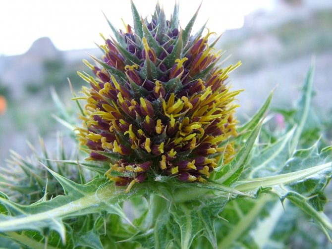 Kapadokya’da yeni bitki keşfedildi