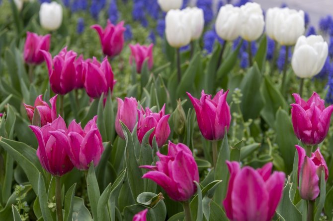 Kayseri çiçek açtı: Rengarenk görsel şölen oluştu