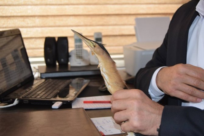 Şanlıurfa'da nesli tükenme tehlikesinde olan ’Balaban kuşu’ yaralı halde bulundu