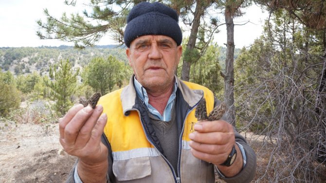 Toplayıcıların elleri boş kaldı, Kuzugöbeğini kuraklık vurdu