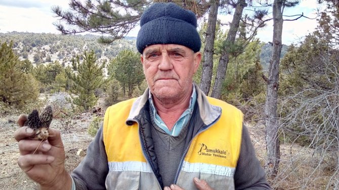 Toplayıcıların elleri boş kaldı, Kuzugöbeğini kuraklık vurdu