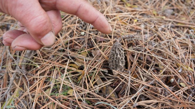 Toplayıcıların elleri boş kaldı, Kuzugöbeğini kuraklık vurdu