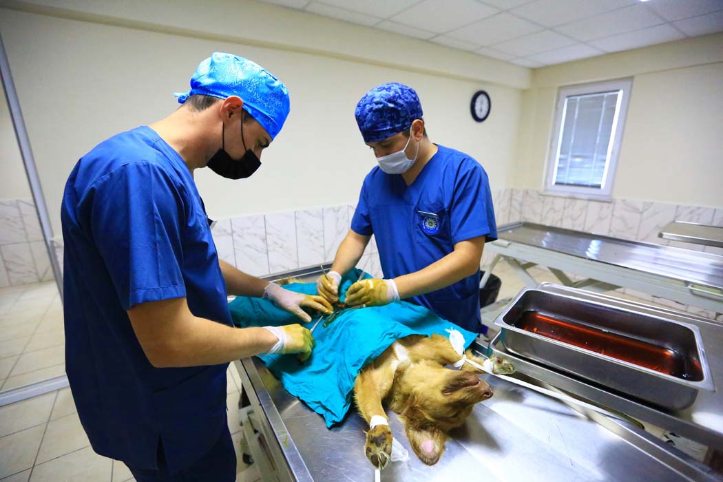 Veteriner Hekimler Günü 2021 ne zaman? Veteriner Hekimler Günü sözleri, mesajları resimli