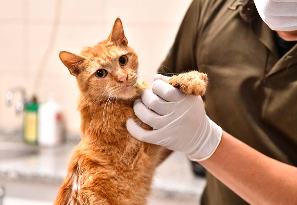 Veteriner Hekimler Günü 2021 ne zaman? Veteriner Hekimler Günü sözleri, mesajları resimli