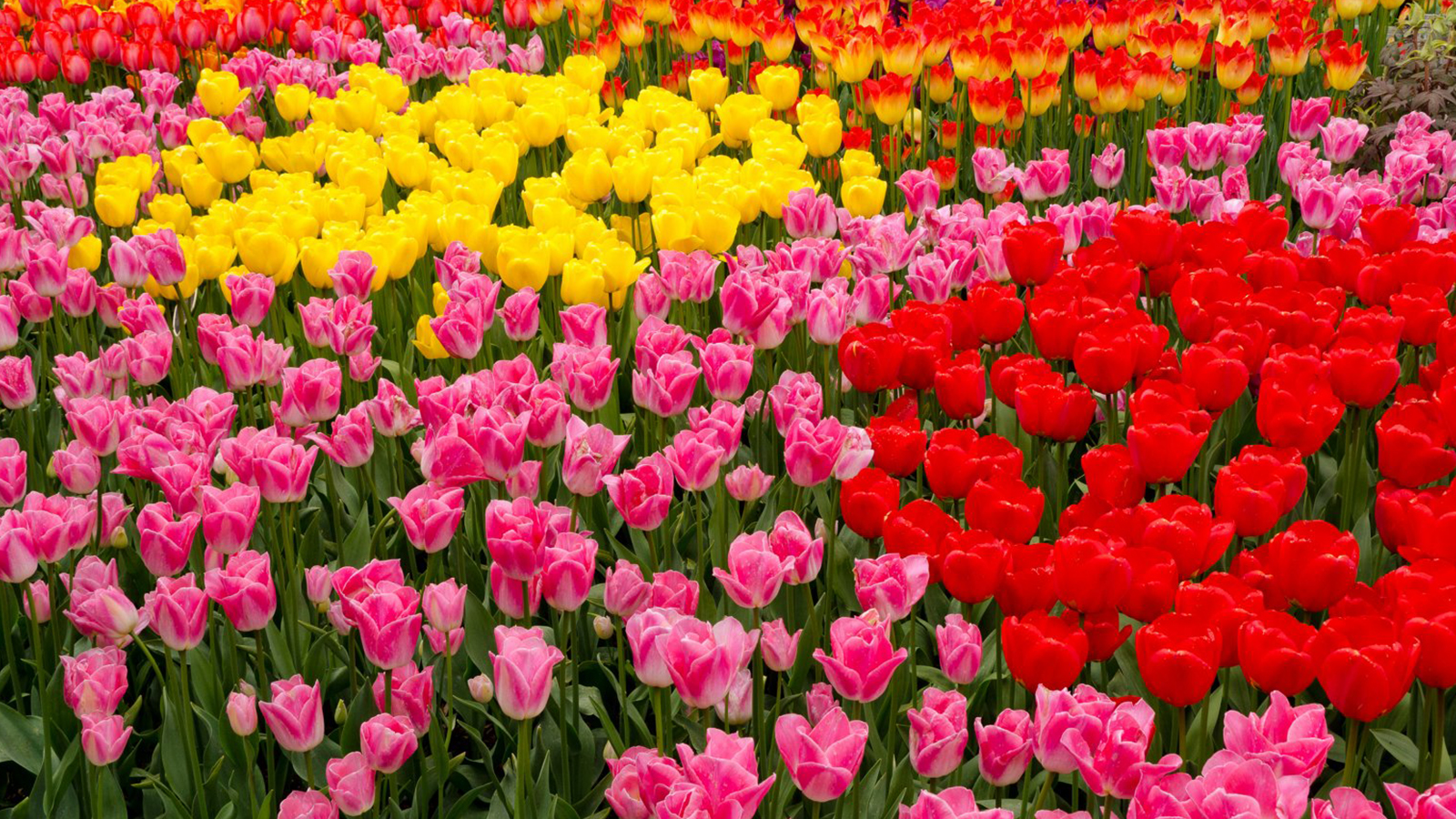 Anneler Günü alınacak hediyeler 2022